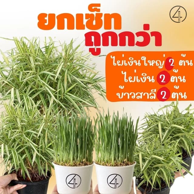 ยกเซ็ท set ถูกกว่า ต้นไผ่เงินใหญ่ 2 ต้น  + ต้นอ่อนข้าวสาลี 2