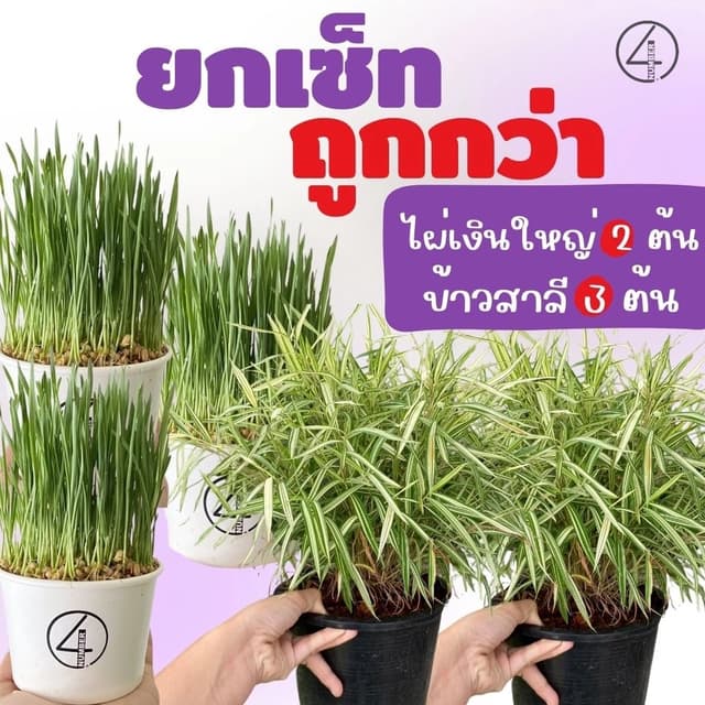 ยกเซ็ท set ถูกกว่า ต้นไผ่เงินใหญ่ 2 ต้น  + ต้นอ่อนข้าวสาลี 3