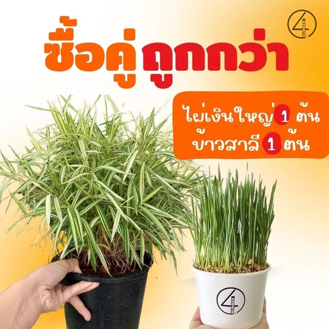 เซ็ท set ซื้อคู่ถูกกว่า ต้นไผ่เงินใหญ่ + ต้นอ่อนข้าวสาลี