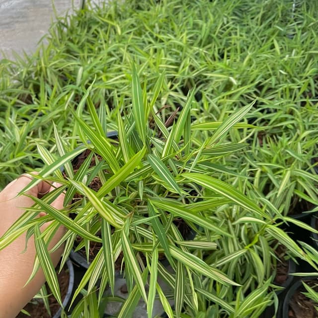 ต้นไผ่เงิน ต้นไผ่แมว ไผ่เงิน หญ้าไผ่แมว กระถาง 6 นิ้ว กินได้