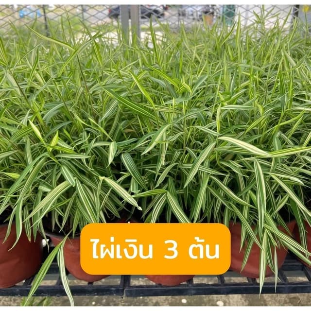 รวมคุ้ม set ถูกกว่า ต้นไผ่เงิน 3 ต้น