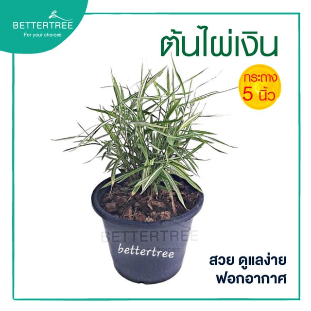 ต้นไผ่เงิน กระถางขนาด 5 นิ้ว แมวกินได้ หญ้าแมว ต้นไม้ ต้นไม้