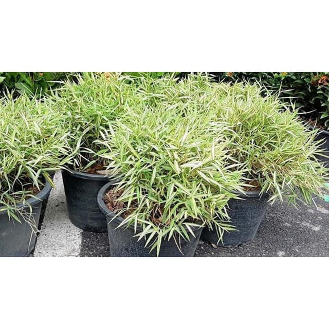 ขายต้นไผ่เงินหรือไผ่แมว ต้นไผ่เงิน สำหร้บเลี้ยงสัตว์1 กระถาง