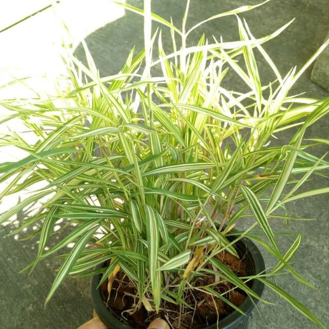 ขายต้นไผ่เงินหรือไผ่แมว ต้นไผ่เงินสำหร้บเลี้ยงสัตว์1 กระถาง 