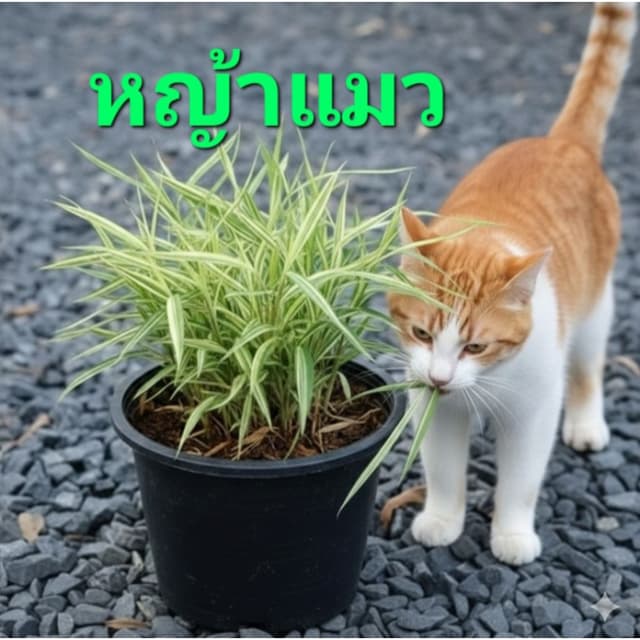 ต้นไผ่เงิน หรือต้นหญ้าแมว กระถาง 5.5-6 นิ้ว